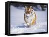 Tiger Running in Snow-Lynn M^ Stone-Framed Stretched Canvas
