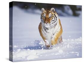 Tiger Running in Snow-Lynn M^ Stone-Stretched Canvas