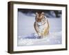 Tiger Running in Snow-Lynn M^ Stone-Framed Photographic Print