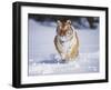 Tiger Running in Snow-Lynn M^ Stone-Framed Photographic Print