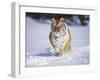 Tiger Running in Snow-Lynn M^ Stone-Framed Photographic Print