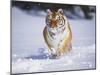 Tiger Running in Snow-Lynn M^ Stone-Mounted Photographic Print