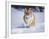 Tiger Running in Snow-Lynn M^ Stone-Framed Photographic Print