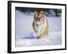 Tiger Running in Snow-Lynn M^ Stone-Framed Photographic Print