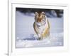 Tiger Running in Snow-Lynn M^ Stone-Framed Photographic Print