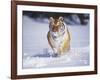 Tiger Running in Snow-Lynn M^ Stone-Framed Photographic Print