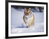 Tiger Running in Snow-Lynn M^ Stone-Framed Photographic Print