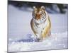 Tiger Running in Snow-Lynn M^ Stone-Mounted Photographic Print