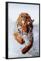 Tiger Running Through Water-null-Framed Poster