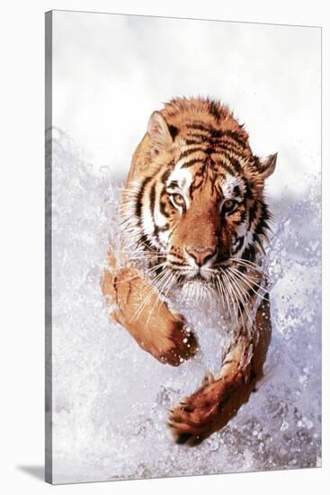 Tiger Running Through Water-null-Stretched Canvas