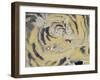 Tiger's Muzzle-null-Framed Giclee Print