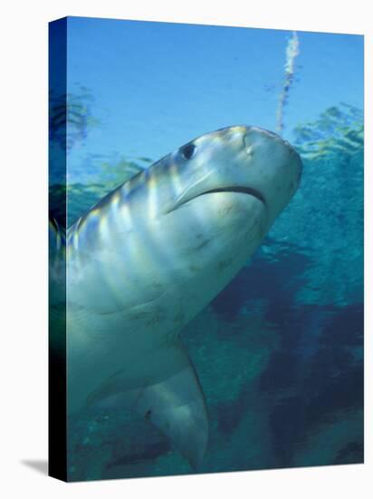 Tiger Shark, Atlantis Resort, Bahamas, Caribbean-Michele Westmorland-Stretched Canvas