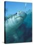 Tiger Shark, Atlantis Resort, Bahamas, Caribbean-Michele Westmorland-Stretched Canvas