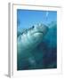 Tiger Shark, Atlantis Resort, Bahamas, Caribbean-Michele Westmorland-Framed Premium Photographic Print