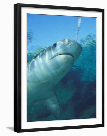 Tiger Shark, Atlantis Resort, Bahamas, Caribbean-Michele Westmorland-Framed Premium Photographic Print