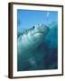 Tiger Shark, Atlantis Resort, Bahamas, Caribbean-Michele Westmorland-Framed Premium Photographic Print