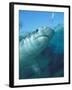 Tiger Shark, Atlantis Resort, Bahamas, Caribbean-Michele Westmorland-Framed Premium Photographic Print