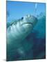 Tiger Shark, Atlantis Resort, Bahamas, Caribbean-Michele Westmorland-Mounted Premium Photographic Print