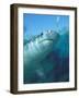 Tiger Shark, Atlantis Resort, Bahamas, Caribbean-Michele Westmorland-Framed Photographic Print