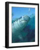 Tiger Shark, Atlantis Resort, Bahamas, Caribbean-Michele Westmorland-Framed Photographic Print