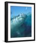 Tiger Shark, Atlantis Resort, Bahamas, Caribbean-Michele Westmorland-Framed Photographic Print