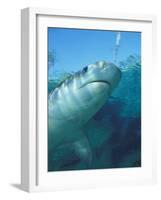 Tiger Shark, Atlantis Resort, Bahamas, Caribbean-Michele Westmorland-Framed Photographic Print