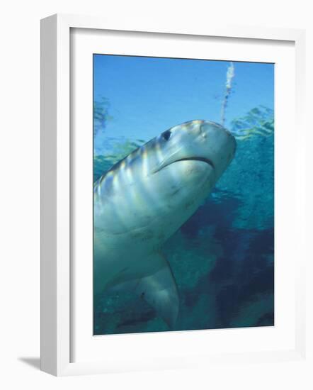 Tiger Shark, Atlantis Resort, Bahamas, Caribbean-Michele Westmorland-Framed Photographic Print