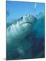 Tiger Shark, Atlantis Resort, Bahamas, Caribbean-Michele Westmorland-Mounted Photographic Print