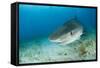 Tiger Shark (Galeocerdo Cuvier) Northern Bahamas, Caribbean Sea, Atlantic Ocean-Franco Banfi-Framed Stretched Canvas