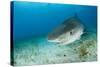 Tiger Shark (Galeocerdo Cuvier) Northern Bahamas, Caribbean Sea, Atlantic Ocean-Franco Banfi-Stretched Canvas