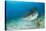 Tiger Shark (Galeocerdo Cuvier) Northern Bahamas, Caribbean Sea, Atlantic Ocean-Franco Banfi-Stretched Canvas