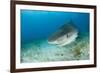 Tiger Shark (Galeocerdo Cuvier) Northern Bahamas, Caribbean Sea, Atlantic Ocean-Franco Banfi-Framed Photographic Print