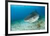 Tiger Shark (Galeocerdo Cuvier) Northern Bahamas, Caribbean Sea, Atlantic Ocean-Franco Banfi-Framed Photographic Print