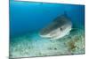 Tiger Shark (Galeocerdo Cuvier) Northern Bahamas, Caribbean Sea, Atlantic Ocean-Franco Banfi-Mounted Photographic Print