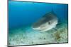 Tiger Shark (Galeocerdo Cuvier) Northern Bahamas, Caribbean Sea, Atlantic Ocean-Franco Banfi-Mounted Photographic Print