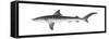 Tiger Shark (Galeocerdo Cuvieri), Fishes-Encyclopaedia Britannica-Framed Stretched Canvas