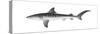Tiger Shark (Galeocerdo Cuvieri), Fishes-Encyclopaedia Britannica-Stretched Canvas