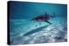 Tiger Shark in Shallow Water Lagoon-null-Stretched Canvas