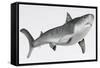 Tiger Shark Profile-null-Framed Stretched Canvas