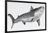 Tiger Shark Profile-null-Framed Art Print