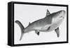 Tiger Shark Profile-null-Framed Stretched Canvas