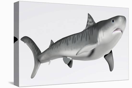 Tiger Shark Profile-null-Stretched Canvas