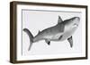 Tiger Shark Profile-null-Framed Art Print