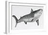 Tiger Shark Profile-null-Framed Art Print