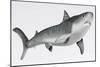 Tiger Shark Profile-null-Mounted Art Print