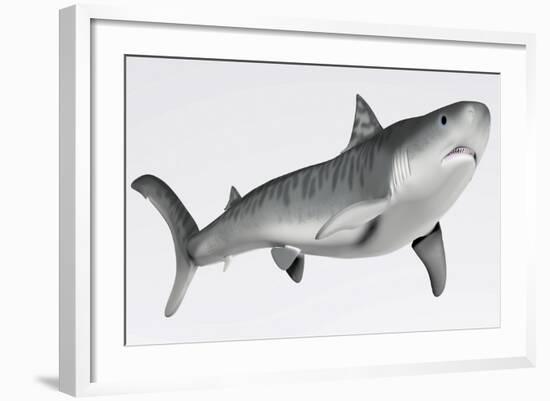 Tiger Shark Profile-null-Framed Art Print