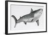 Tiger Shark Profile-null-Framed Art Print