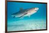 tiger shark swimming over sandy seabed, bahamas-david fleetham-Framed Photographic Print