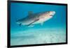 tiger shark swimming over sandy seabed, bahamas-david fleetham-Framed Photographic Print