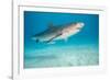 tiger shark swimming over sandy seabed, bahamas-david fleetham-Framed Photographic Print